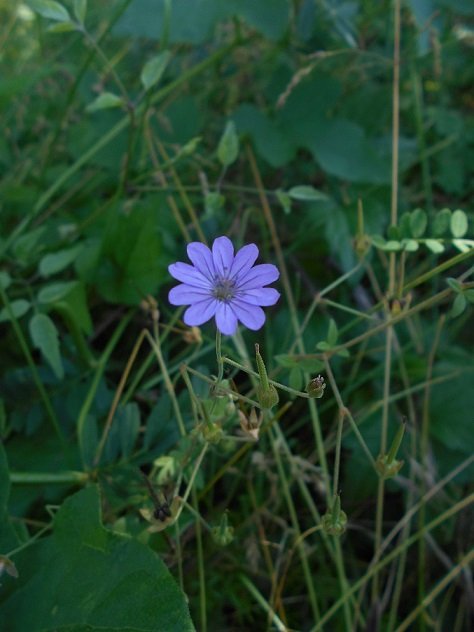 Géranium mou (Geranium molle) - Copie.JPG