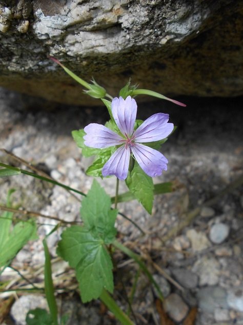 Géranium noueux (Geranium nodosum) - Copie.JPG