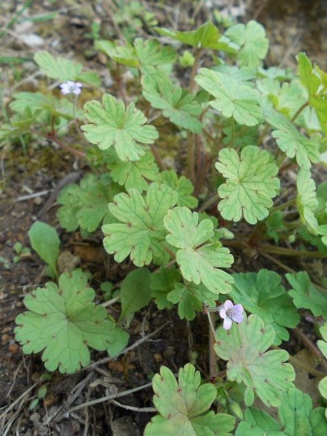 Géranium à feuilles rondes (Geranium rotundifolium) - Copie.jpg