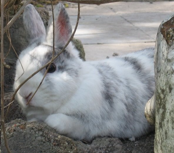 lapin2.jpg