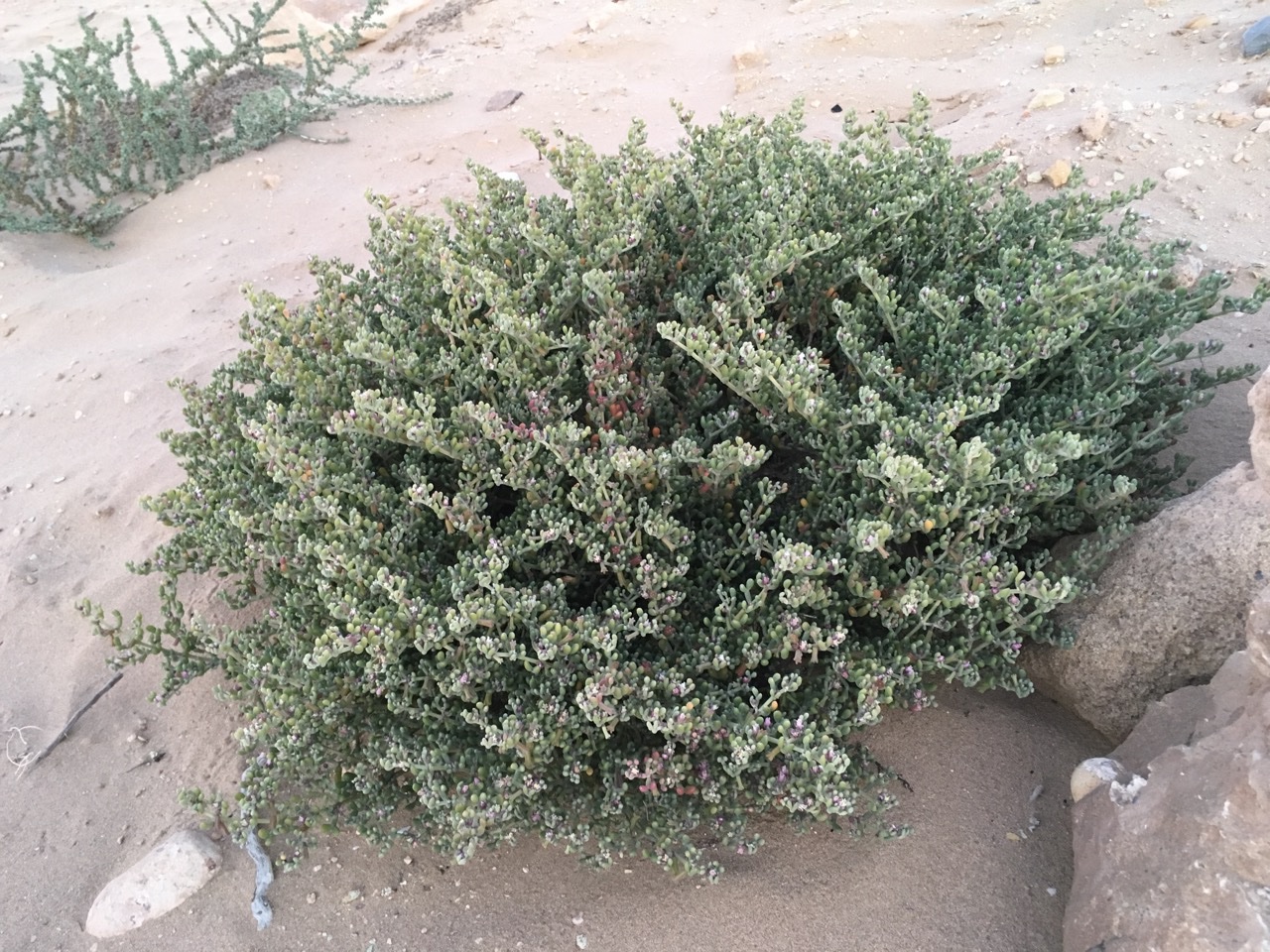 Tetraena gaetula.jpg