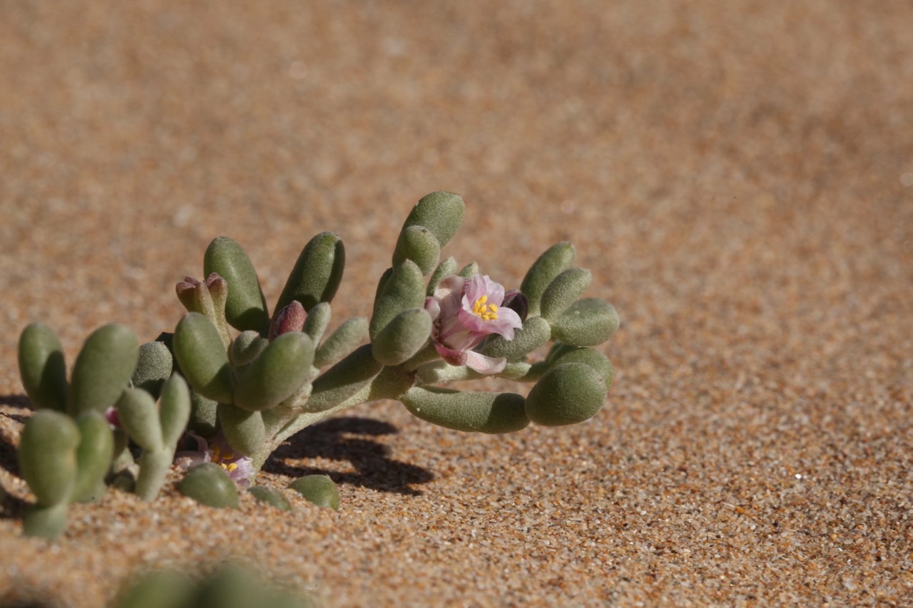 Tetraena gaetula (1).jpg