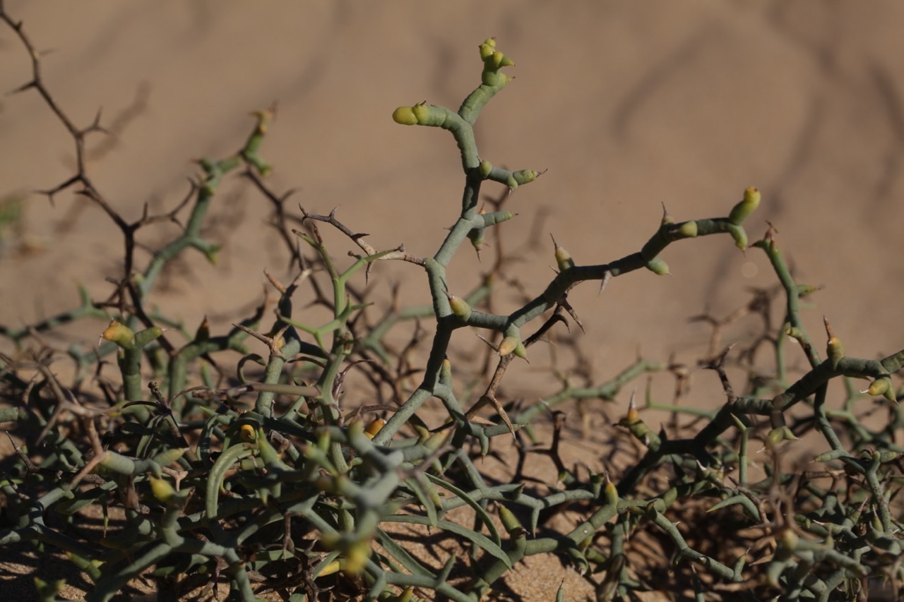 Launaea lanifera.jpg