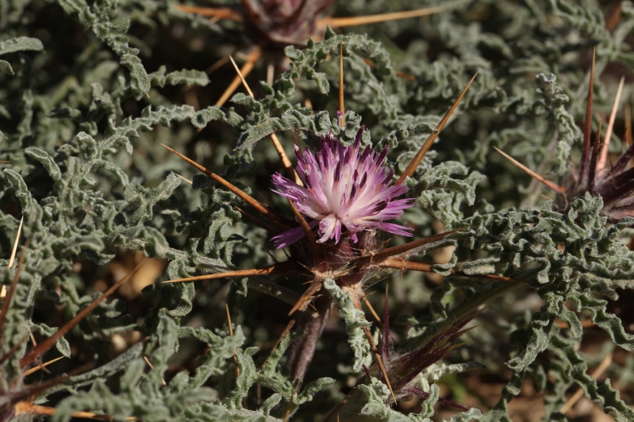 Centaurea pungens (1).jpg