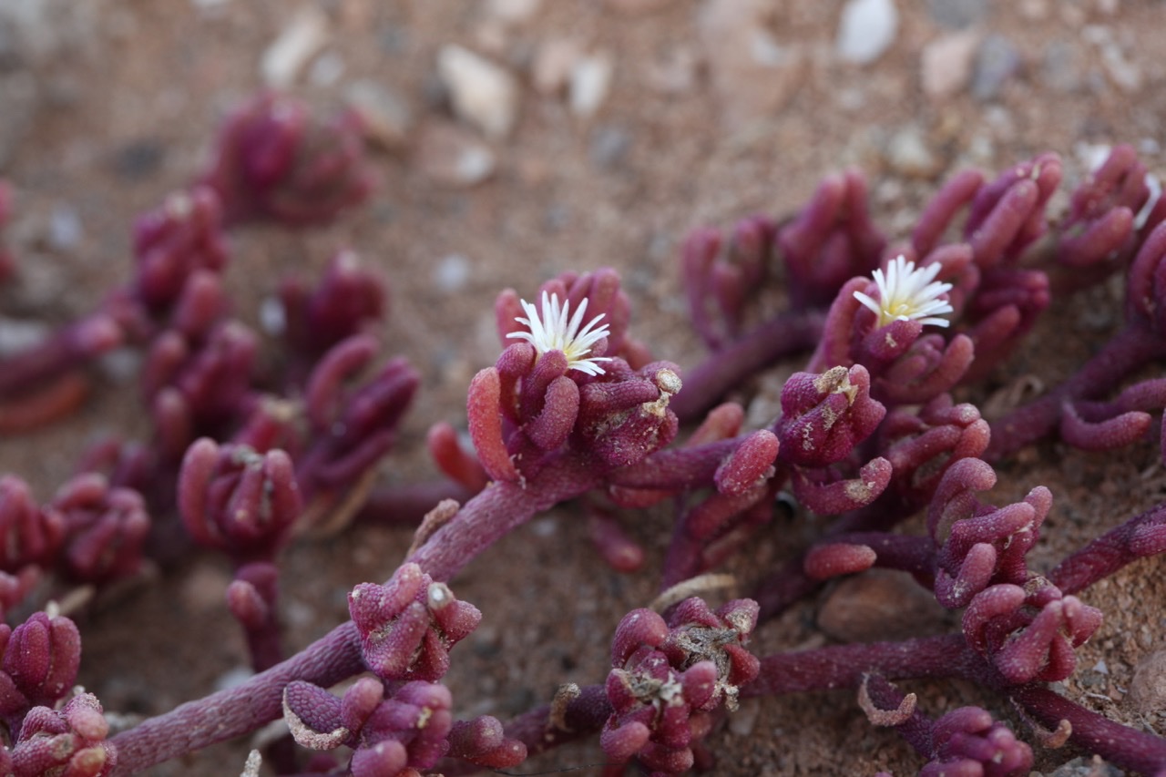 Mesembryanthemum nodiflorum.jpg