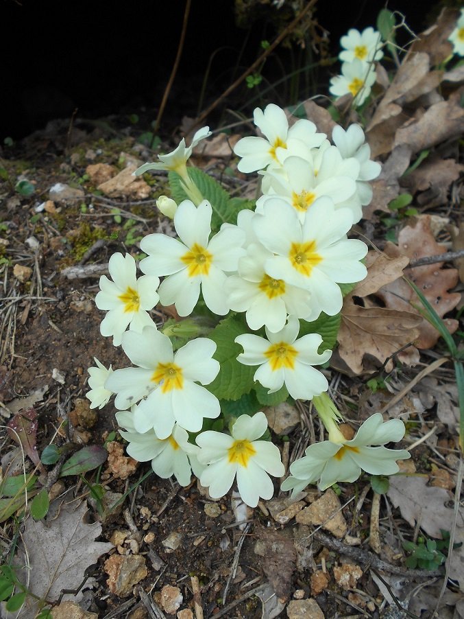 Primevère commune (Primula vulgaris).JPG