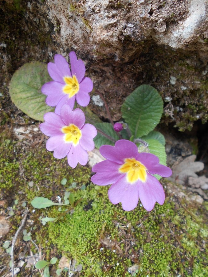 Primevère commune violette (Primula vulgaris).JPG