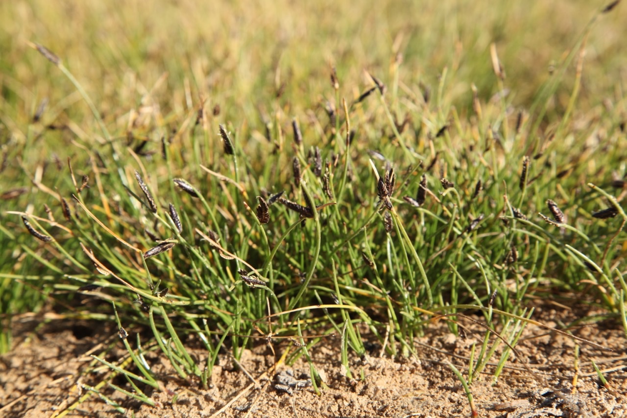 Cyperus distachyos (1).jpg