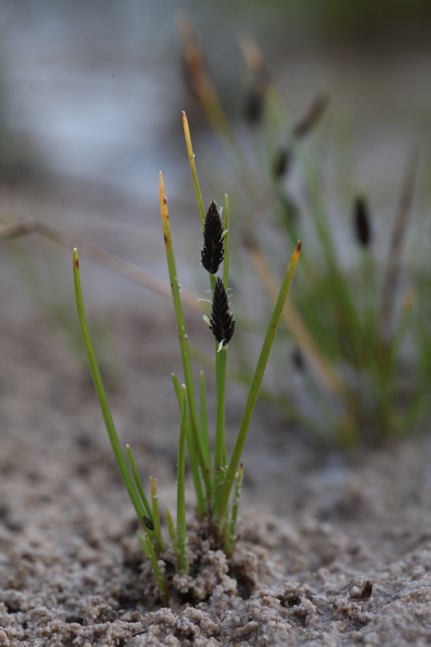 Cyperus distachyos.jpg