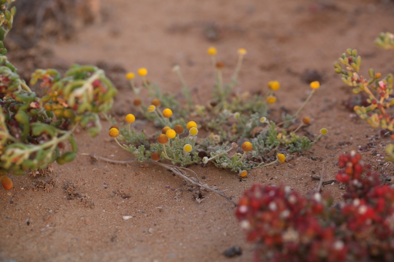 Brocchia cinerea (=cotula cinerea).jpg