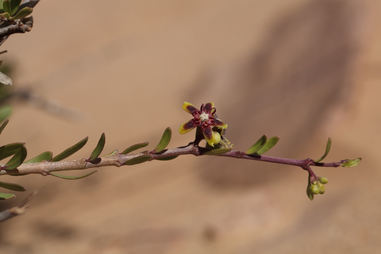 Periploca angustifolia.jpg