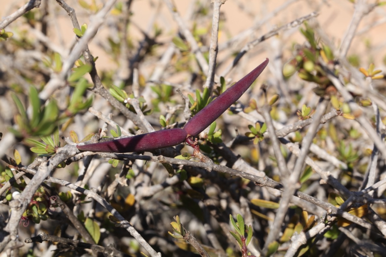 Periploca angustifolia (4).jpg