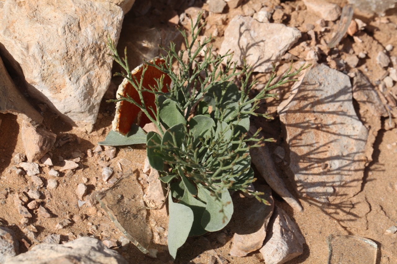 Limonium chrysopotamicum (1).jpg