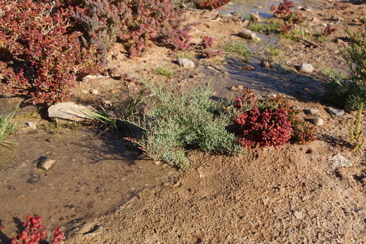 Limonium chrysopotamicum.jpg