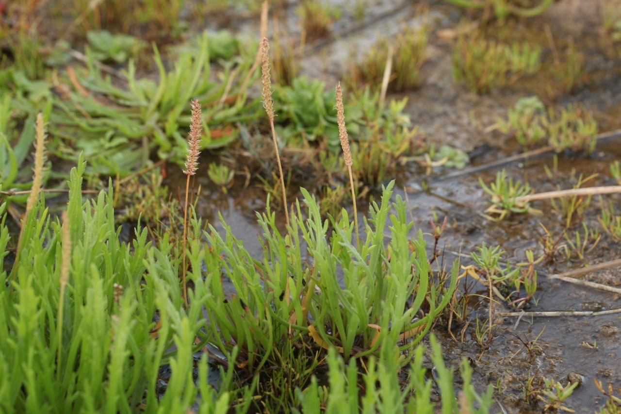 Plantago gr. coronopus.jpg