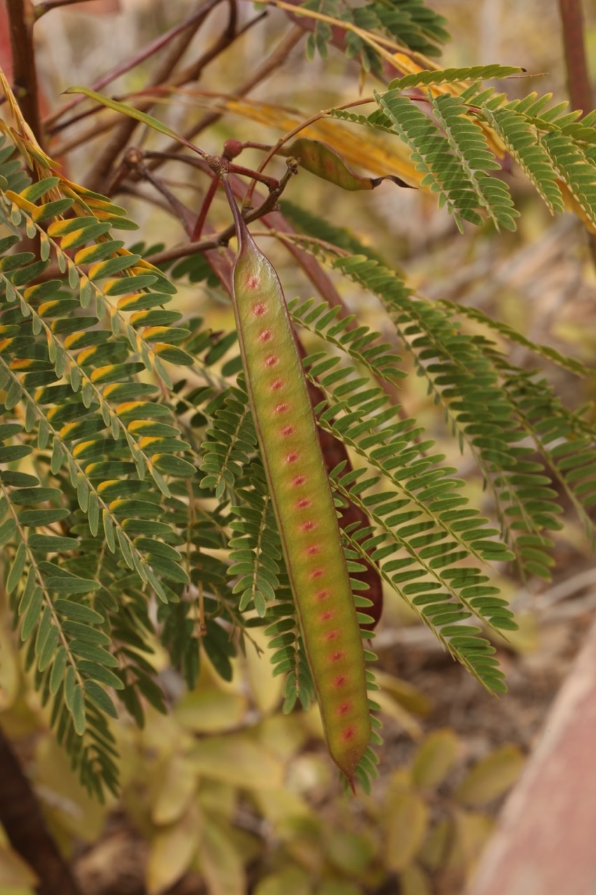 Acacia melanoxylon.jpg