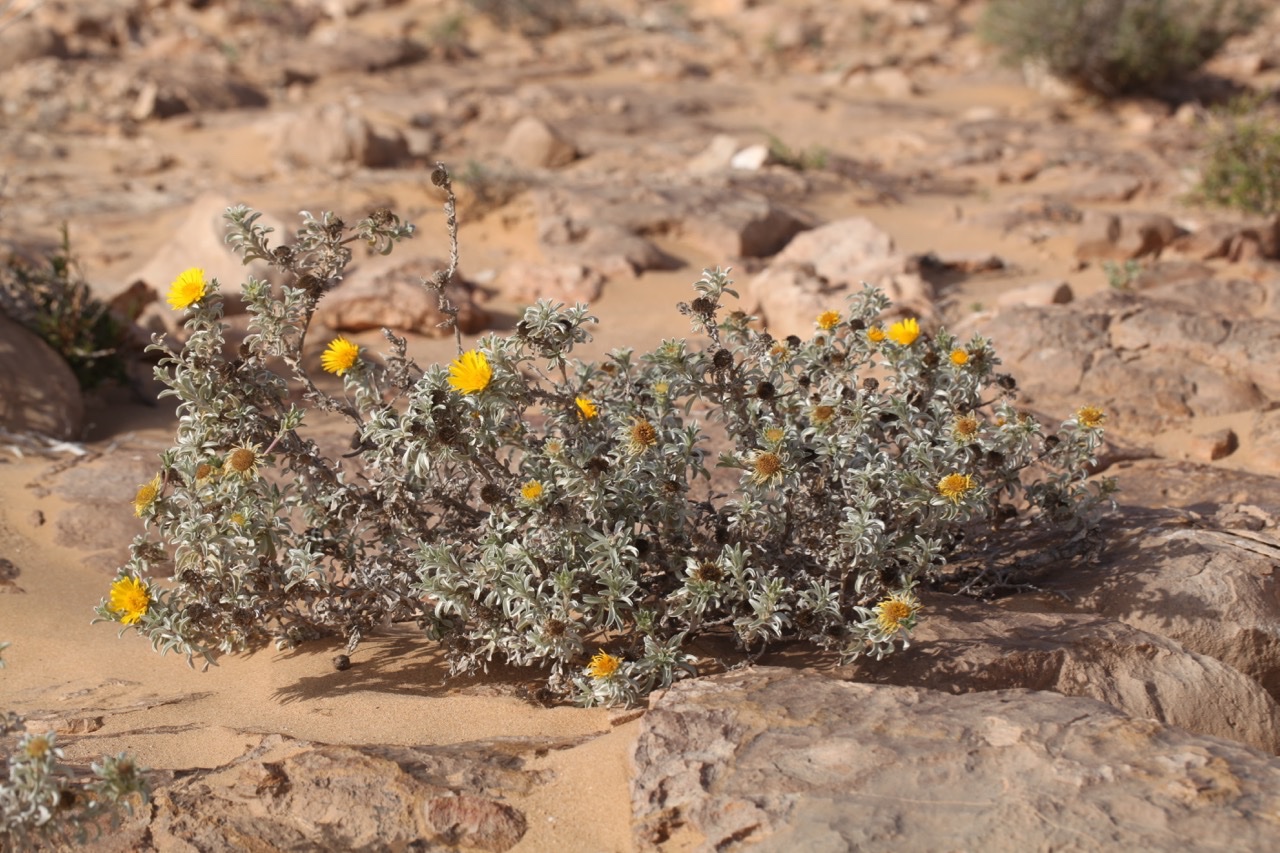 Asteriscus graveolens subsp. odorus (1).jpg