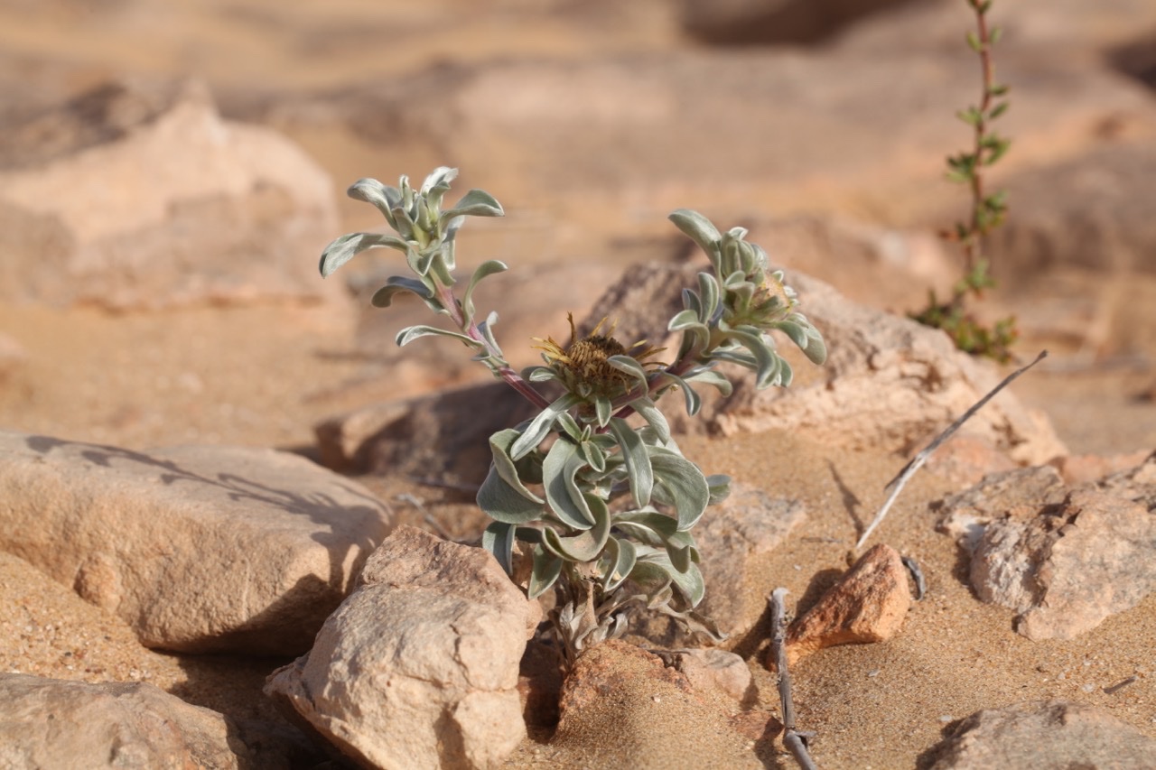 Asteriscus graveolens subsp. odorus (2).jpg