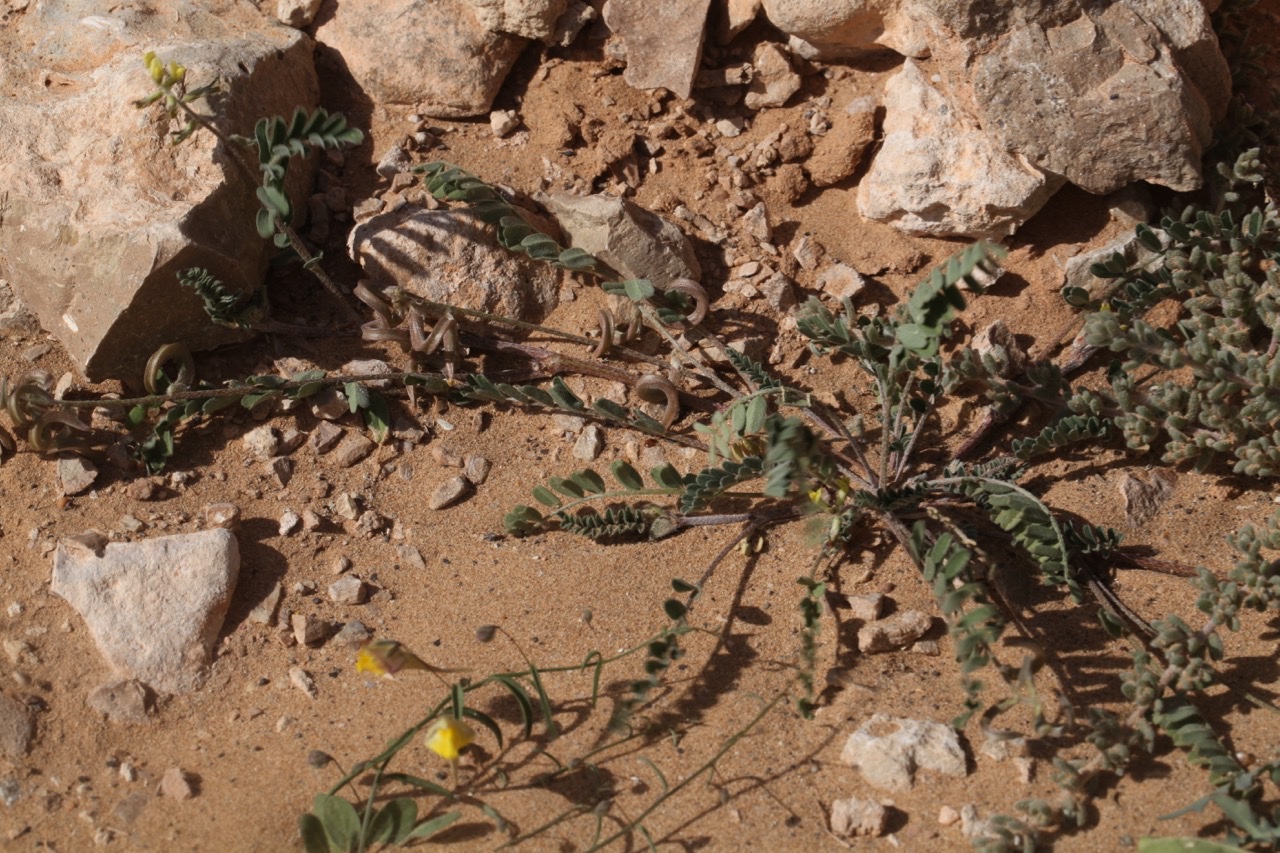 Astragalus solandri (1).jpg
