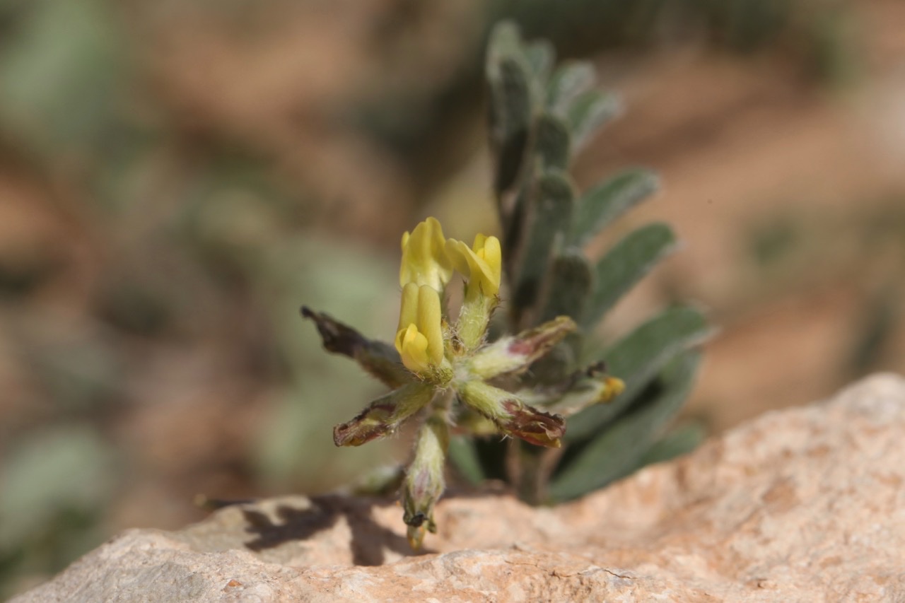 Astragalus solandri.jpg