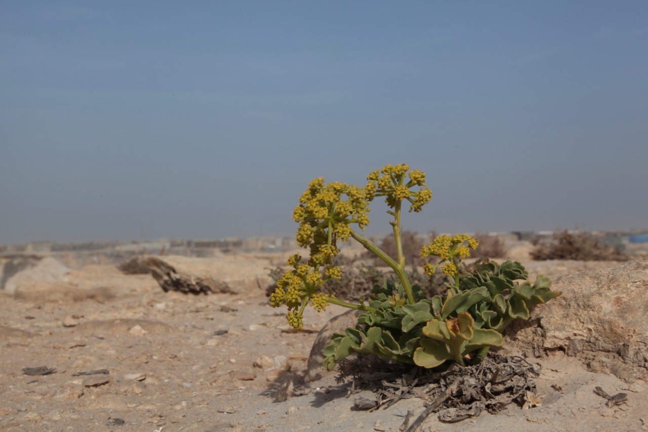 Astydamia latifolia.jpg