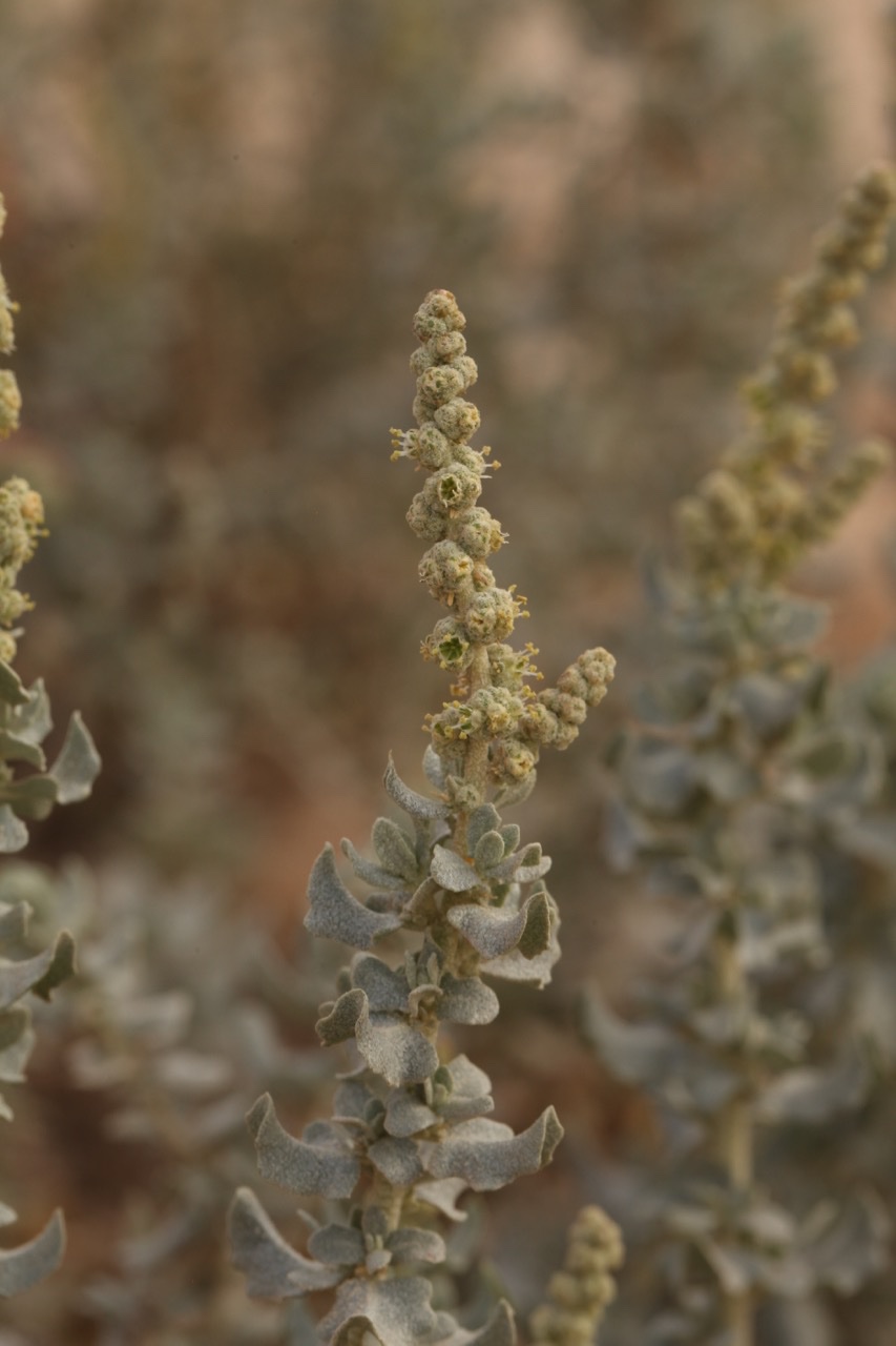 Atriplex glauca.jpg