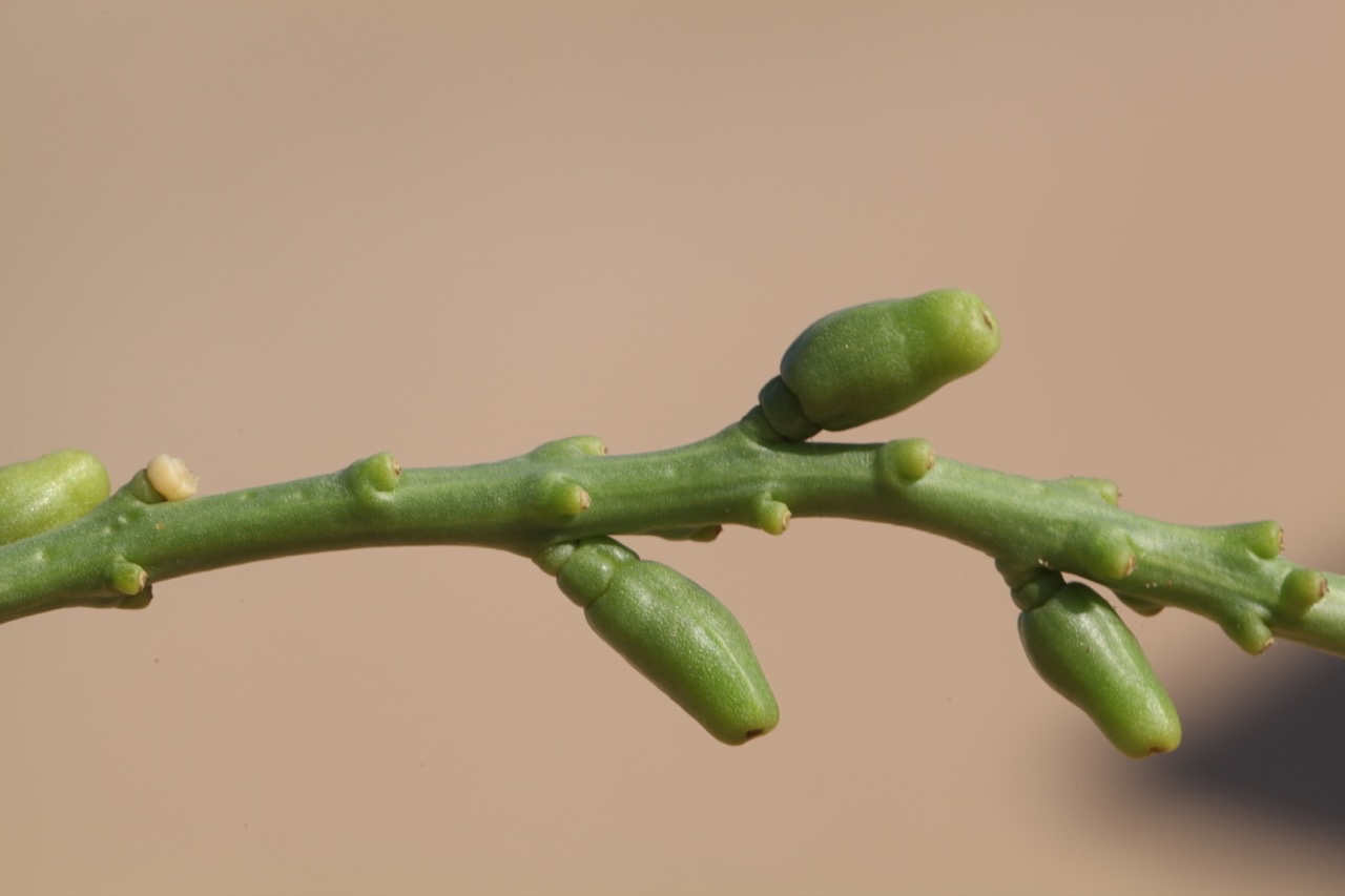 Cakile maritima integrifolia (1).jpg