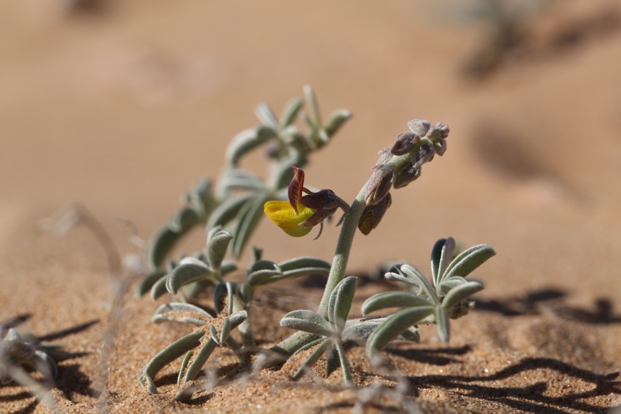 Crotaleria saharae.jpg