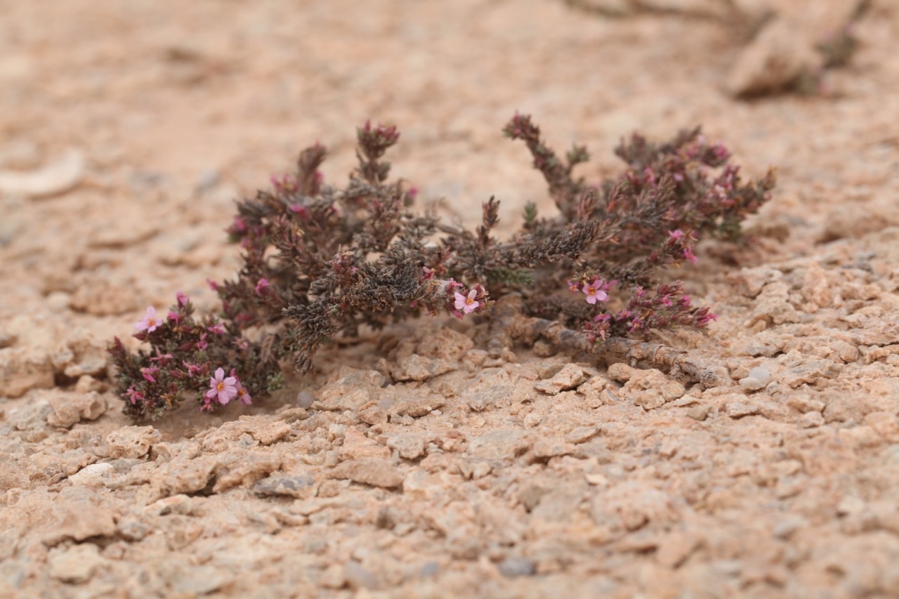 Frankenia thymifolia .jpg