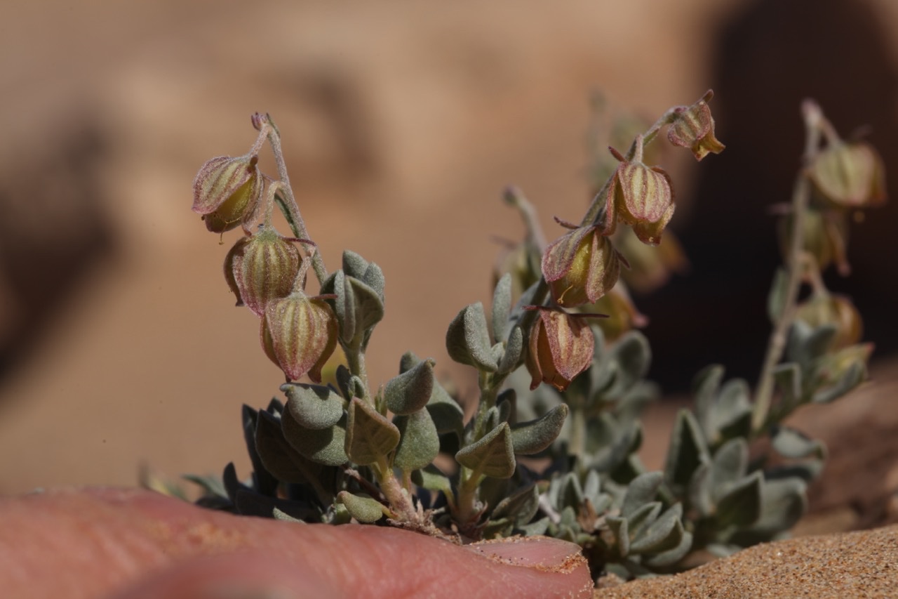 Helianthemum canariense.jpg