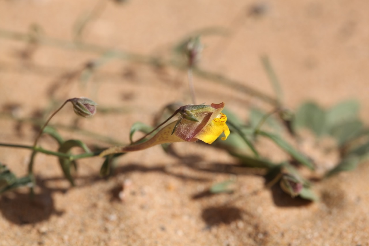 Kickxia heterophylla (Schousb.) Dandy (1).jpg