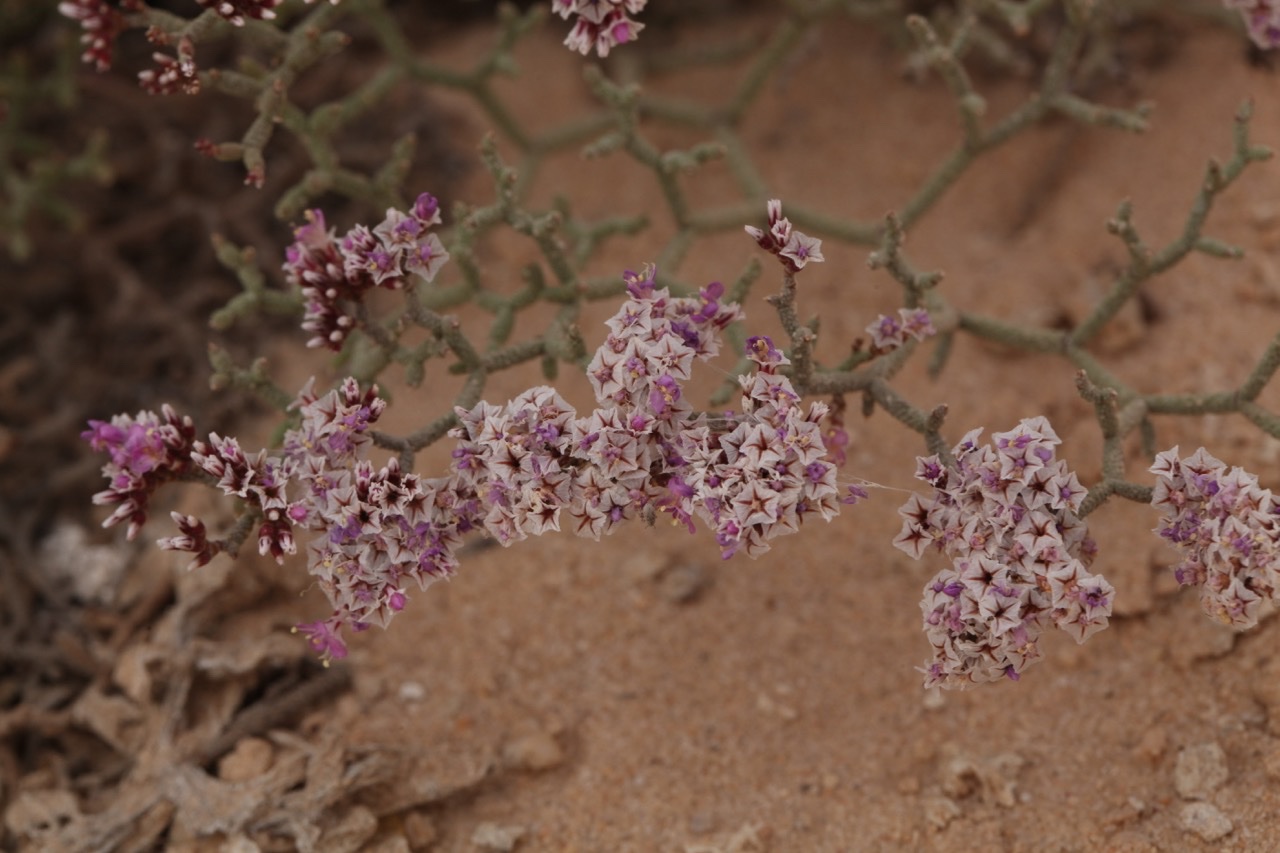 Limonium tuberculatum.jpg