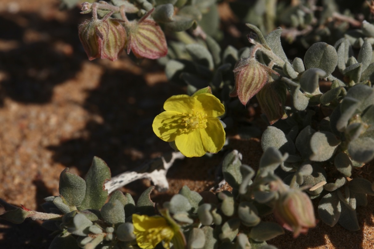 Helianthemum canariense (1).jpg