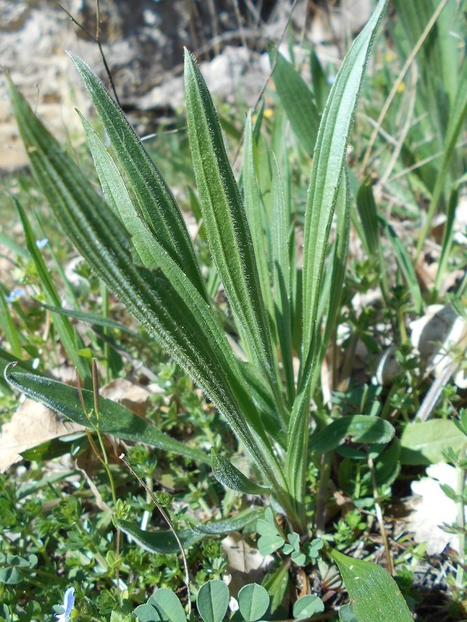 Plantain lancéolé (Plantago lanceolata).JPG