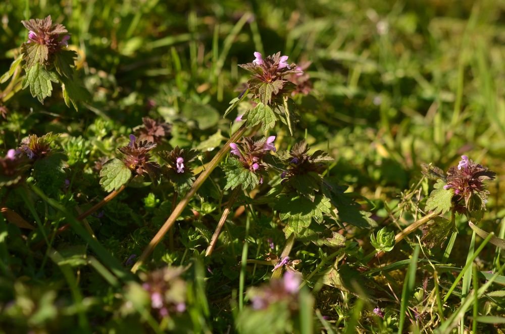 Lamium hybridum (1).JPG