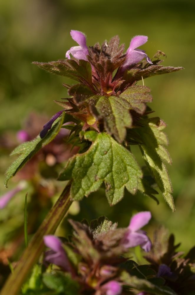 Lamium hybridum (2).JPG