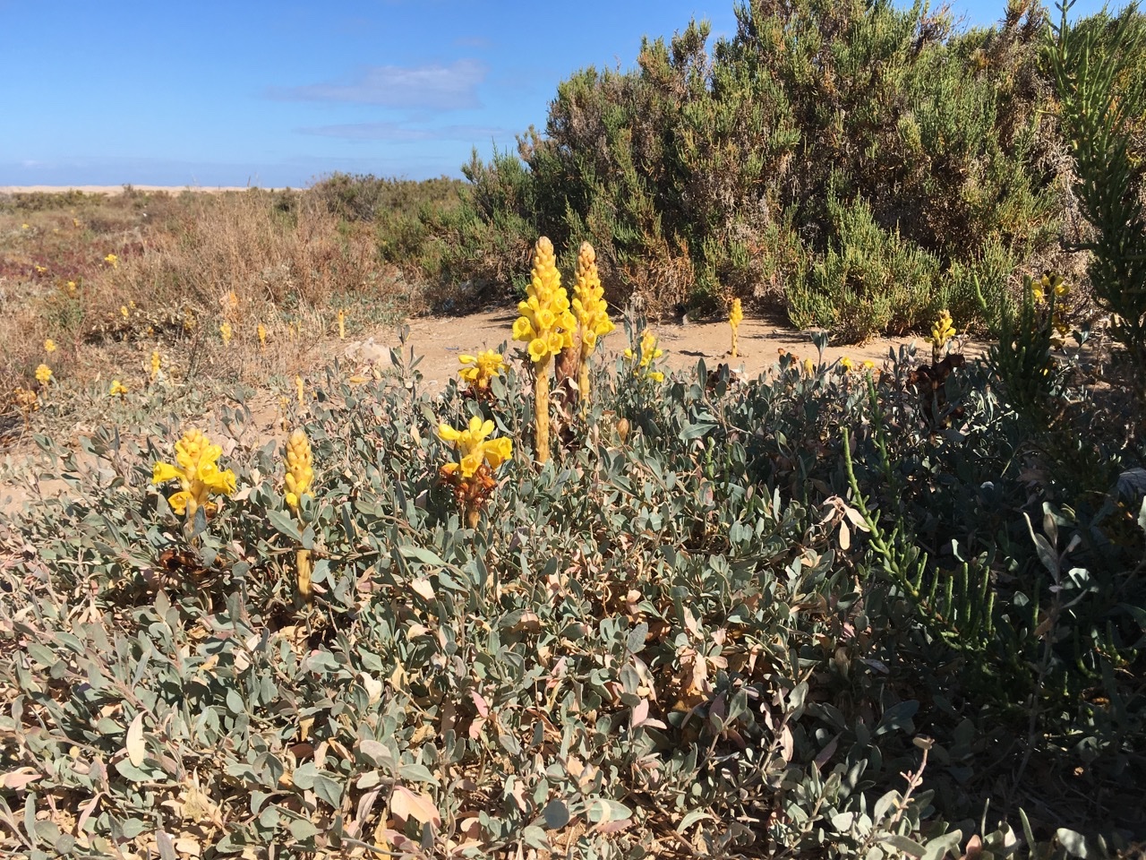 Halimione portulacoides + Cistanche.jpg