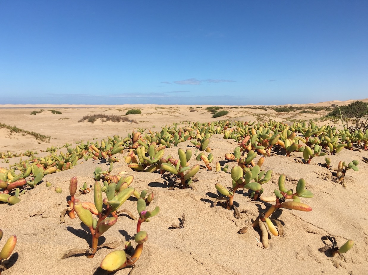 Sesuvium portulacastrum (4).jpg