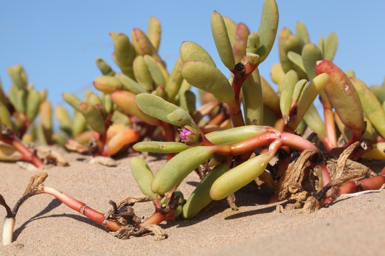 Sesuvium portulacastrum (1).jpg