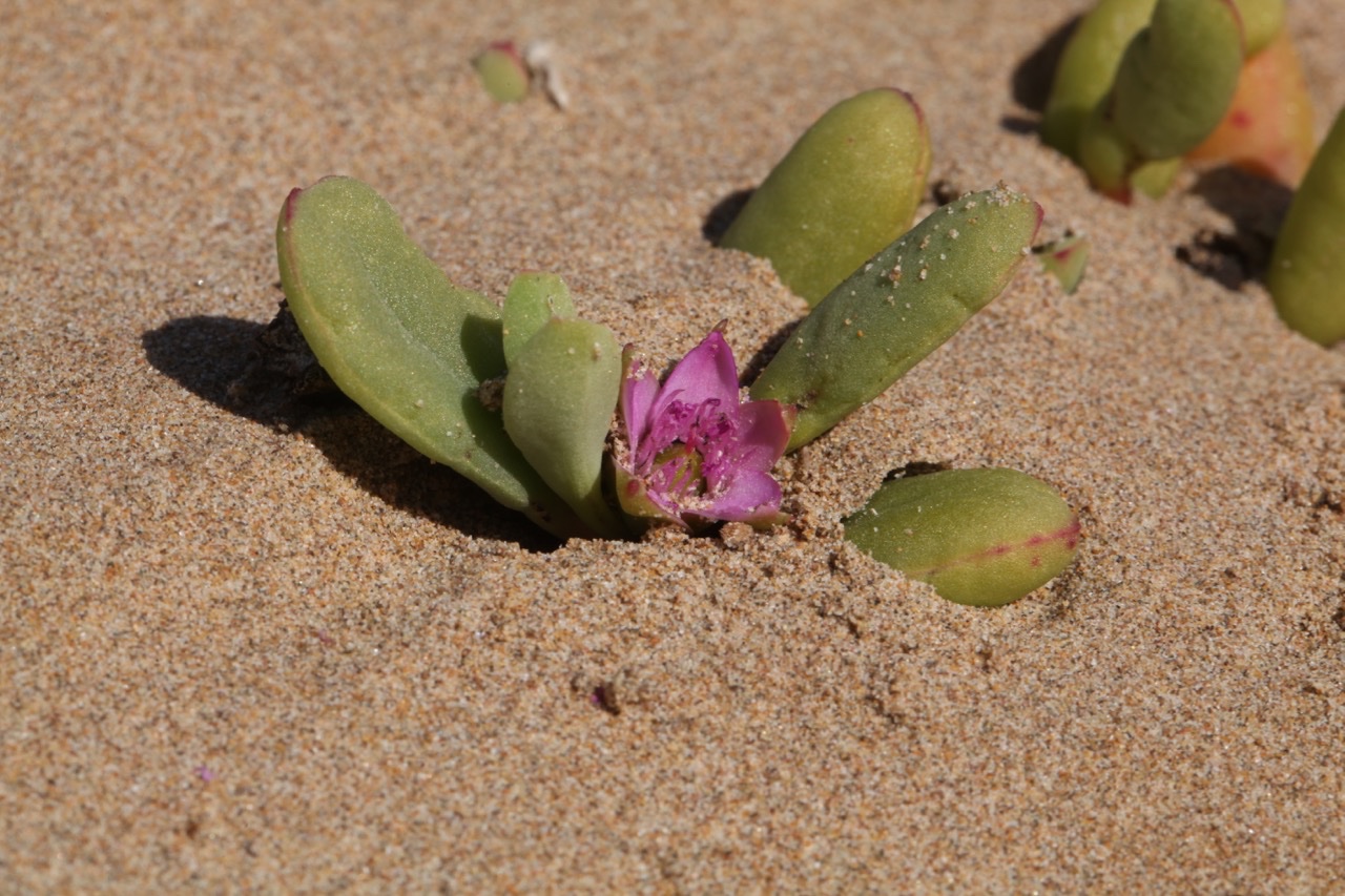 Sesuvium portulacastrum (2).jpg