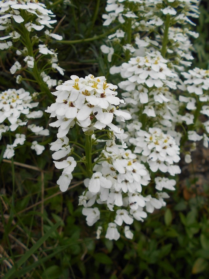 Ibéris toujours vert (Iberis sempervirens).JPG