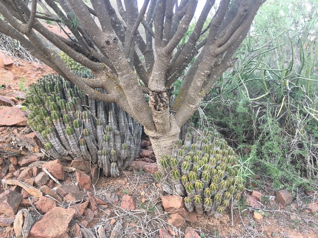 pied Euphorbia regis-jubae + E. echinus.jpg