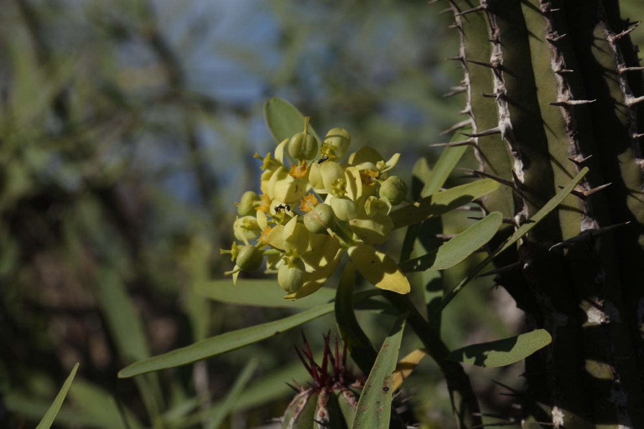 Euphorbia regis-jubae.jpg