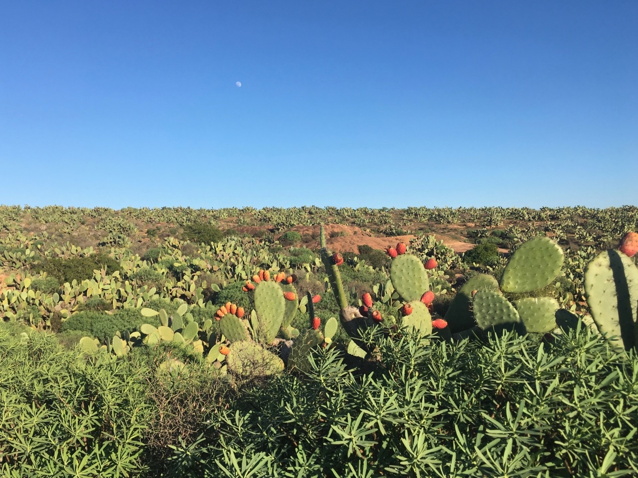 Opuntia ficus-indica.jpg