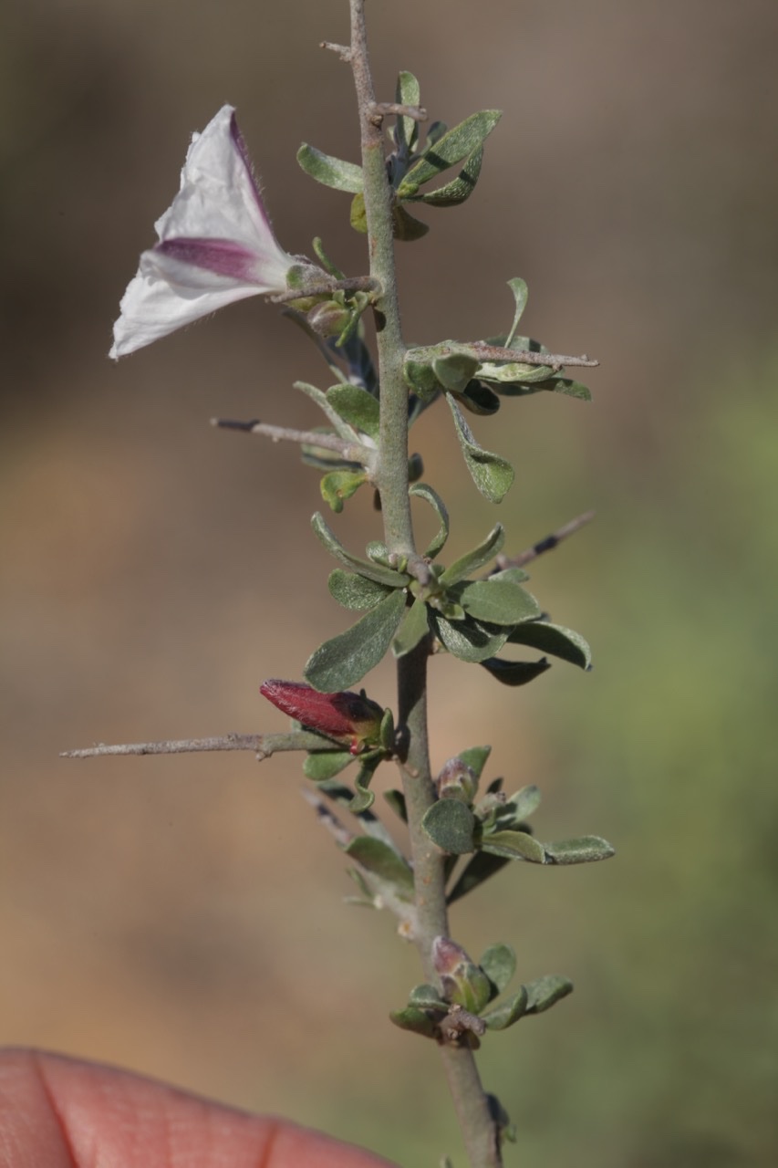 Convolvulus trabutianus (4).jpg