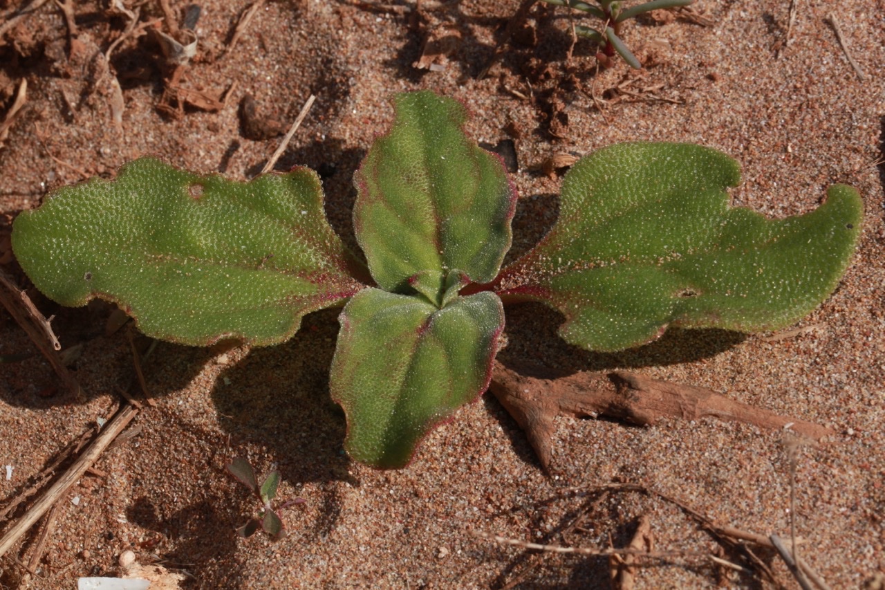 Mesembryanthemum crystallinum Aizoaceae.jpg