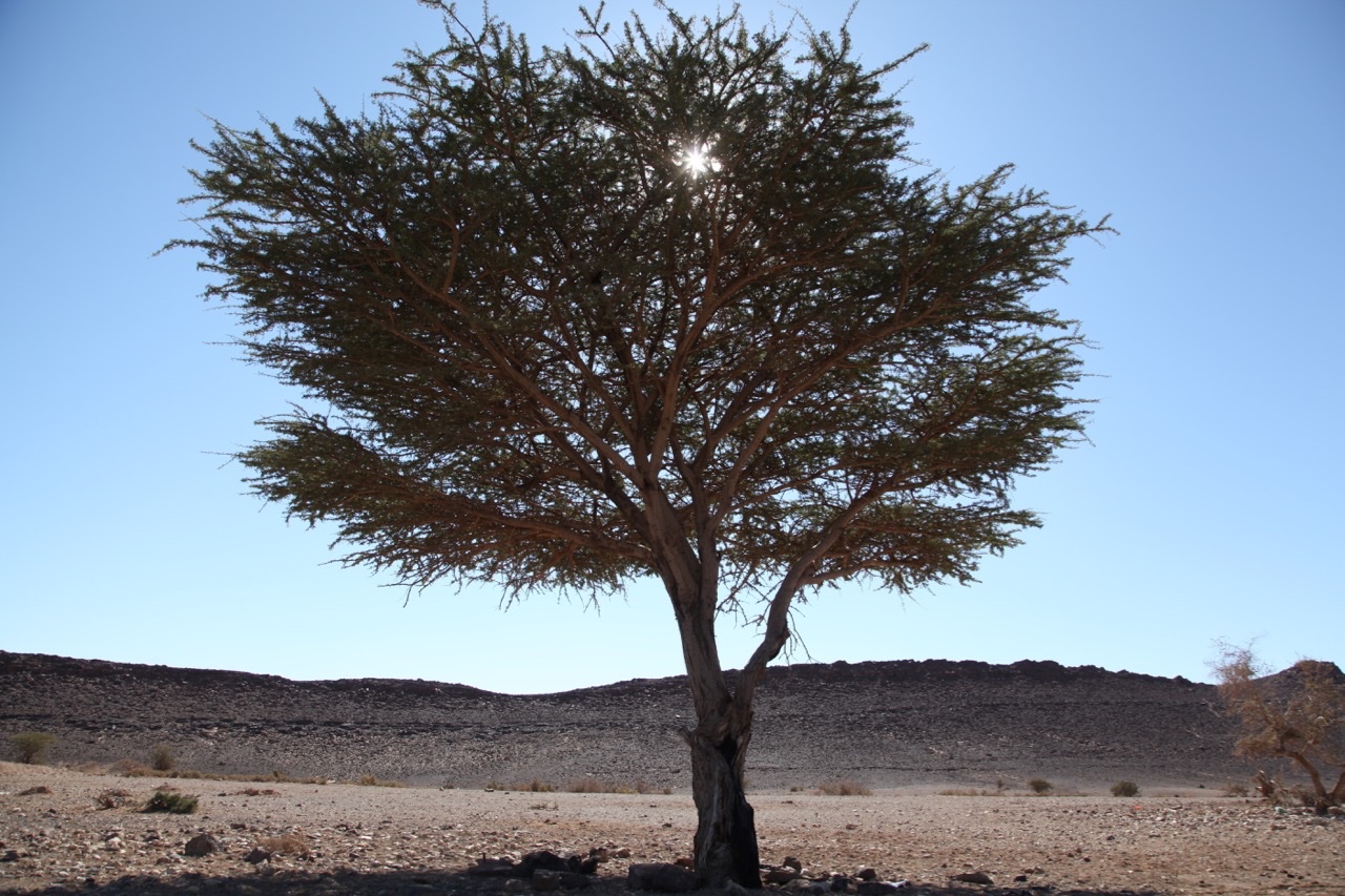 Acacia tortilis subsp. raddiana.jpg