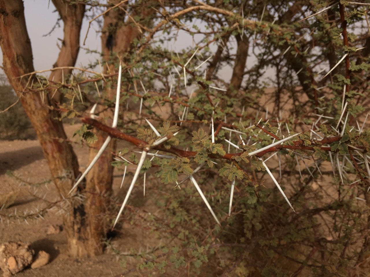 Acacia tortilis subsp. raddiana (1).jpg