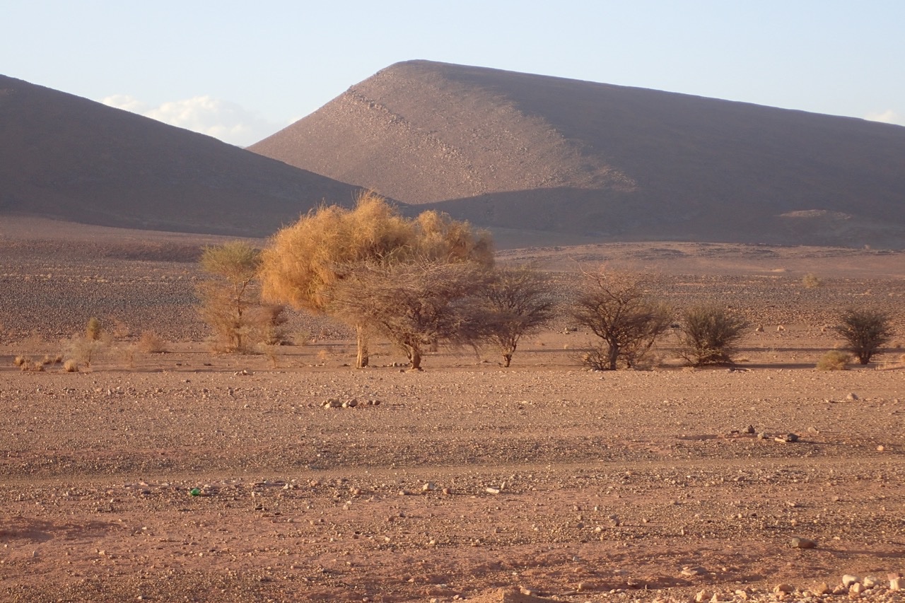 Balanites aegyptiaca.jpg