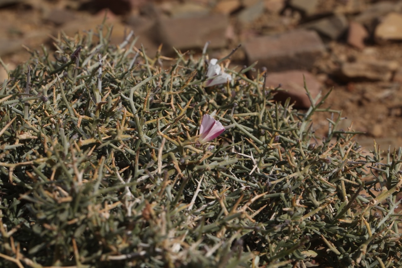 Convolvulus trabutianus (1).jpg